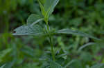 Limestone wild petunia